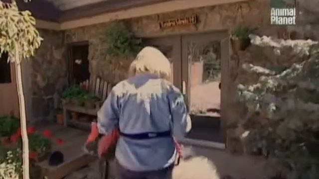 О породе Самоедская Лайка