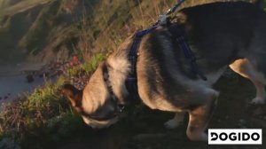 Универсальный жилет трансформер для собак Dogido