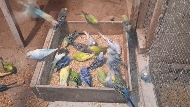 волнистые попугаи.овощи и фрукты для волнистых попугаев