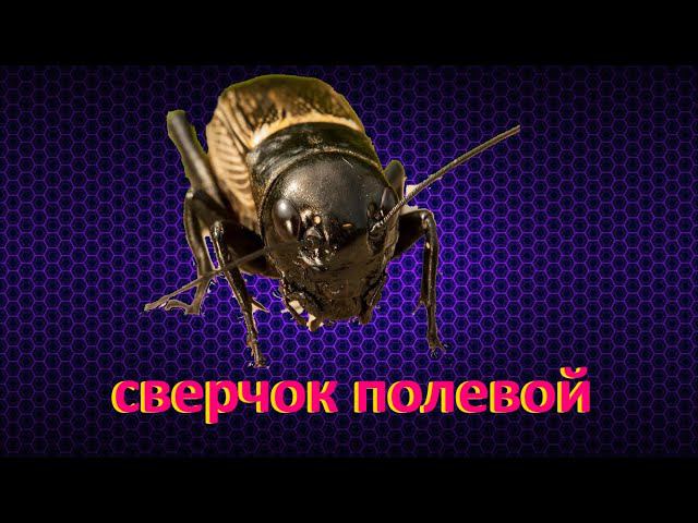 Как стрекочет сверчок / сверчок полевой