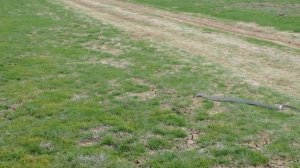 Сарматский полоз. Керченский полуостров.