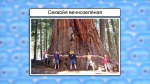 Внешнее строение стебля. Видеоурок по биологии 6 класс