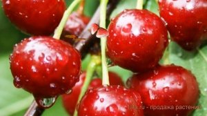 Вишня обыкновенная Вянок (prunus cerasus) ? вишня Вянок обзор: как сажать крупномеры вишни Вянок