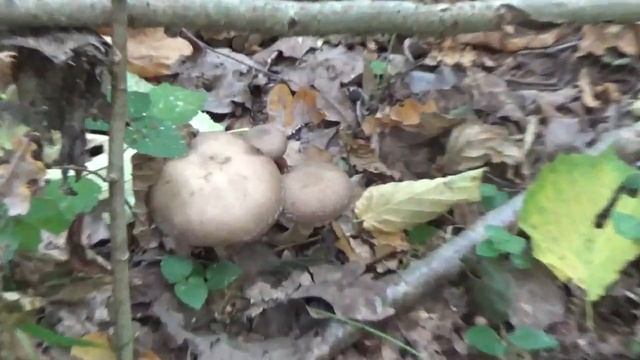 Опять Опята! Почему крупные опята лучше маленьких. смотреть онлайн