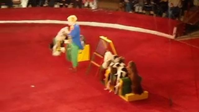 Цирковое представление собачек смотреть онлайн