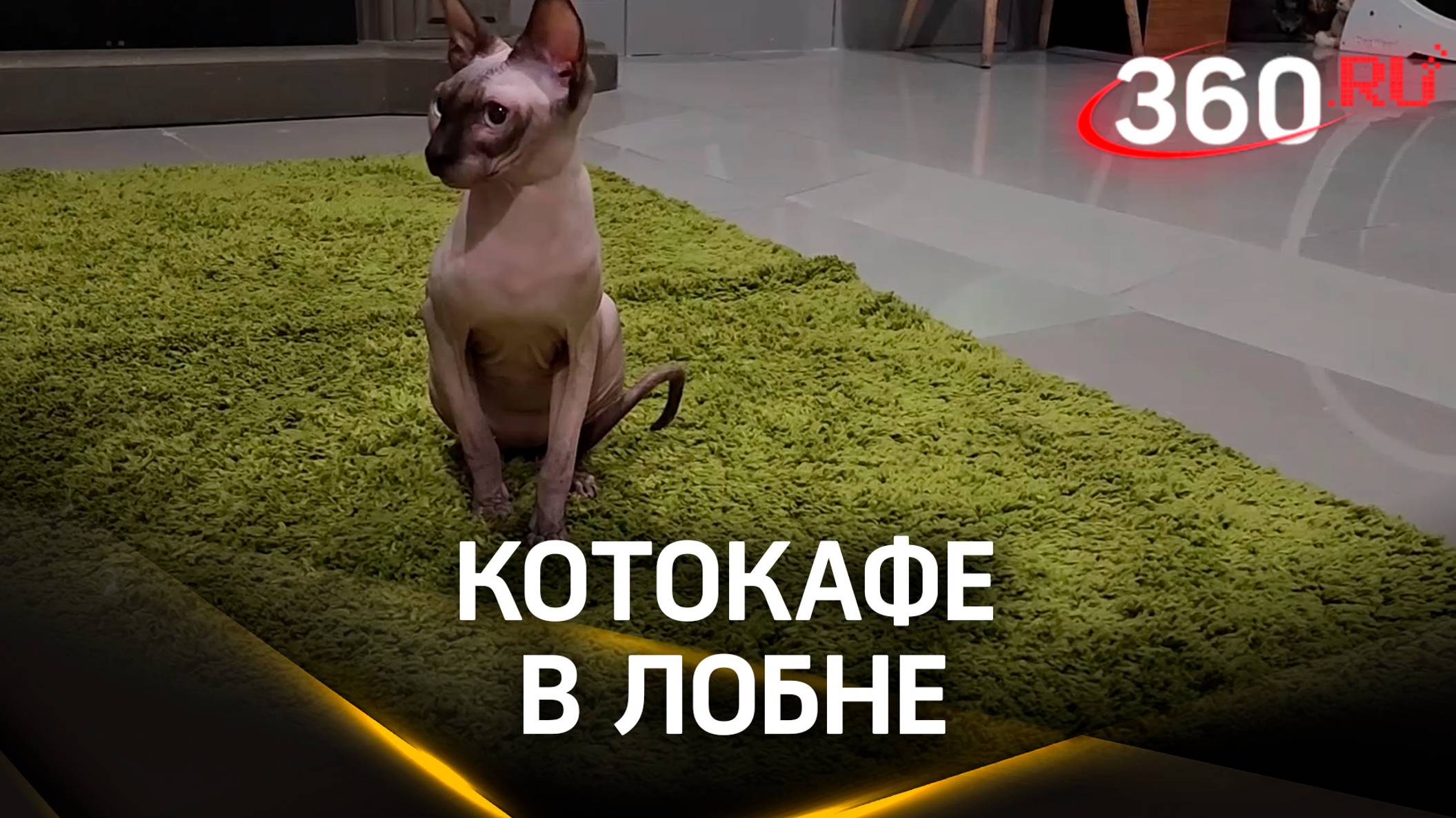 Котокафе в Лобне запускает серию бесплатных экскурсий