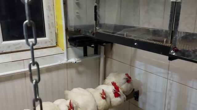 Де....мо в лицо или куры идут в зиму смотреть онлайн