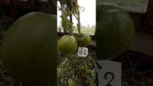 Томат серии Гном СПЯЩАЯ ЛЕДИ.