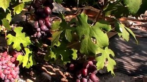 Сорт винограда "Зефир" - сезон 2019 # Grape sort "Zefir"