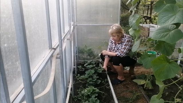 Клубника. Размножение клубники.14-09-2024