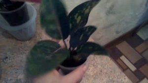 Аглоанема Heng Heng . Описание ,разновидности