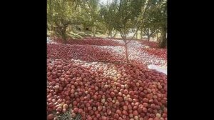 Восточной песня про Омар Хайям