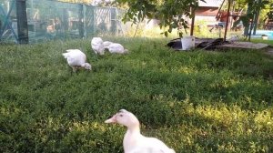 ИНДЮКИ, ВЫРАЩИВАНИЕ ИНДЮШАТ БЕЗ ПРОБЛЕМ.УХОД И СОДЕРЖАНИЕ ИНДЮКОВ, ЛУЧШАЯ ПТИЦА 29 червня 2020 р.