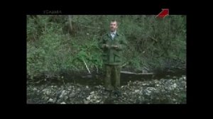 Дерево черная и серая ольха - описание, лечебные свойства, применение, плоды ольхи (сережки, шишки)
