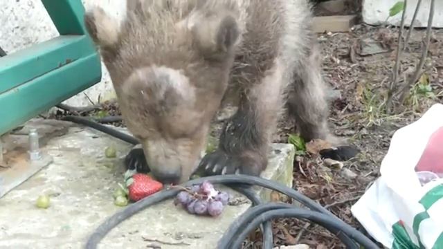Сеня кушает виноград смотреть онлайн
