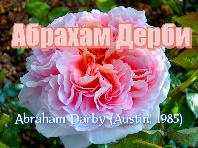 Роза Абрахам Дерби (Английская) - Abraham Darby (Austin, 1985)