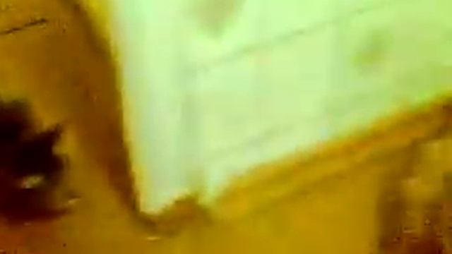 Смотреть всем! Кошка напала на кота! Орут Жесть! смотреть онлайн