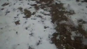 Гнилушки для пасечного дымаря. Заготовка.