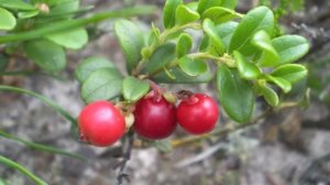 Желудков. Среди миров