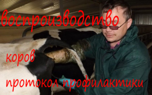 Профилактика работы после отела, воспроизводства крс