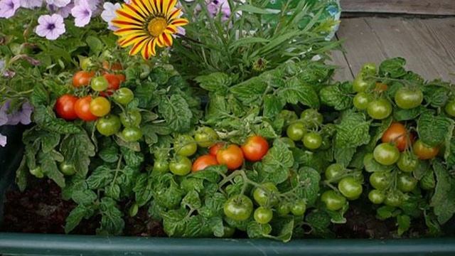 Томат сорта Пиноккио смотреть онлайн