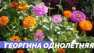 Цветы СЕМЕНАМИ в грунт в МАЕ  Быстрорастущие однолетники