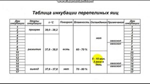 Инкубационный режим перепелиных яиц - (часть 2)