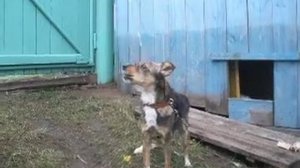 Пустолайка