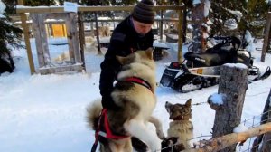 Ездовые собаки