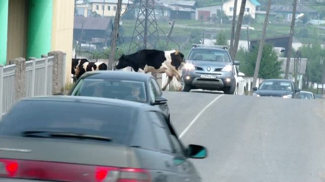 Стадо коров парализовало движение на дороге смотреть онлайн