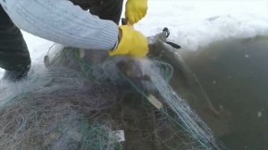 Рыбалка на реке Амур на сети, неплохой улов !