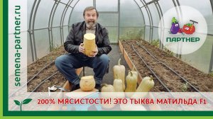 200% МЯСИСТОСТИ! ЭТО ТЫКВА МАТИЛЬДА F1