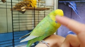 Не стоит гладить волнистого попугая || История Риччи