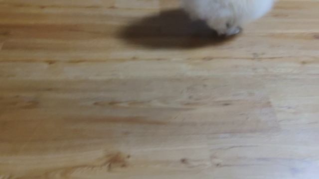 МЕДВЕЖОНОК