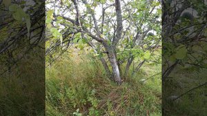 Хранитель Земли - работа чарез яблоню, исцеление пластов