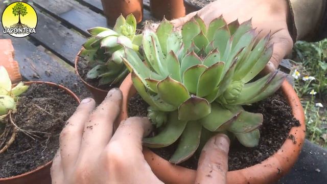 LA SIEMPREVIVA (sempervivum calcareum) CUIDADOS Y REPRODUCCIÓN - SUCULENTAS смотреть онлайн