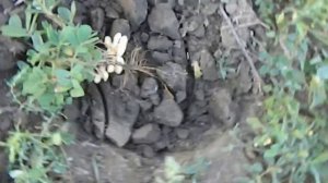 Как растет арахис? How to Grow Peanuts