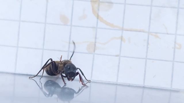 Colobopsis leonardi (China) 08.08.2023 смотреть онлайн