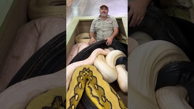 20ft Python Bit The Cameraman! ? ?