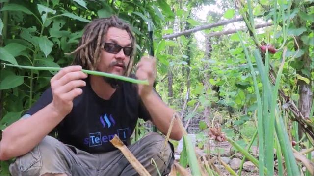 AMAZING EGYPTIAN WALKING ONION
