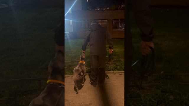 Тайский риджбек Зара . Правый поворот в команде Рядом