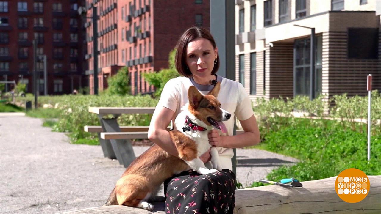 Кошка: стричь или как? Доброе утро. Фрагмент выпуска от 23.06.2022