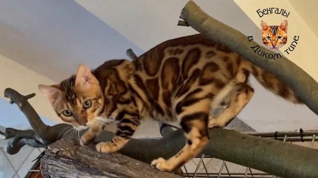 БЕНГАЛЬСКИЕ КОШКИ. ПОРОДИСТЫЙ КОТИК «ЛЕОПАРД»