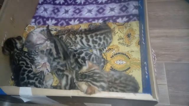 Тусняк Бенгальских котят. Золото бенгалов, питомник бенгальских кошек Екатеринбург, бенгалы