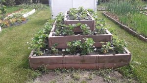 Пирамида для клубники - минусы и плюсы