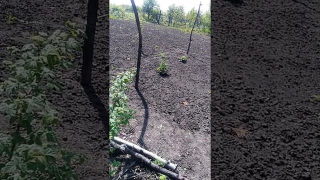 Огурчики в бочке!! смотреть онлайн