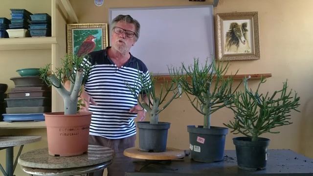 Este vídeo es muy importante tenéis que verlo por favor la euphorbia tirucalli planta muy peligrosa смотреть онлайн