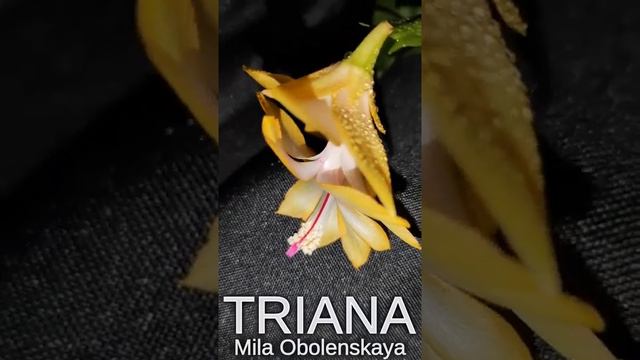 Triana шлюмбергера