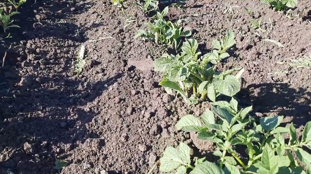Междурядный культиватор для минитрактора с односторонними стрельчатыми лапами