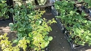 ЗАРИНА, ТРЮФЕЛЬ ДЕ ПАРИ И ПРОЧИЕ СОРТА // МАЙ 2023 Г // ВАЦАП ДЛЯ ЗАКАЗА КАТАЛОГА 8-915-245-81-59